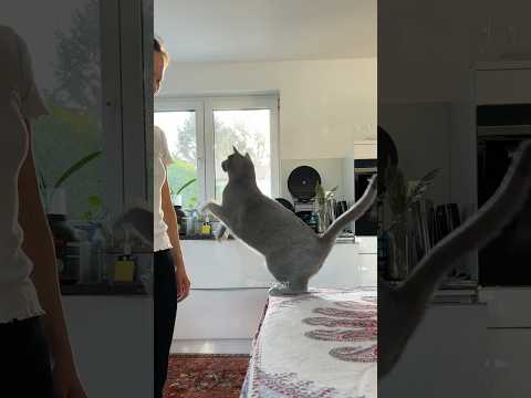 Lila decides 🤷🏻‍♀️ #cat