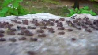 BUGS (Eddie Gale - The Rain (fragment)) The Cinematic Orchestra