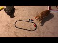 Cats Christmas Train