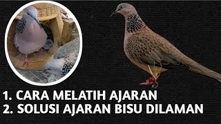 Download lagu CARA MELATIH AJARAN PIKAT TEKUKUR YANG MALAS BUNYI DILAMAN/SAAT BL DATANG. mp3 Download lagu CARA MELATIH AJARAN PIKAT TEKUKUR YANG MALAS BUNYI DILAMAN/SAAT BL DATANG. mp3