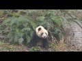 Confused Panda / Панда - просыпайся 