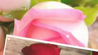 Download lagu Maher zain 🌸ummi🌸❤❤❤ mp3