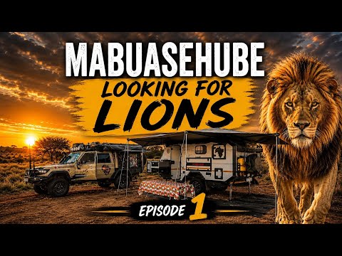Looking for Lions 