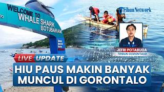 Hiu Paus Jarang Absen di Objek Wisata Botubarani Gorontalo Sepanjang Mei 2026,  Sempat Muncul 7 Ekor