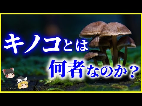 有毒キノコのリストについて詳しく解説