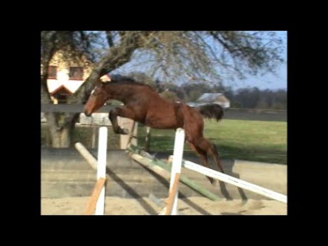 Max Anders 6 month 2019 (Magnus Romeo - Acobat -Chamisso)