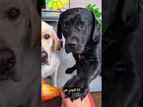 تلعب مع اصدقائها! ❤️