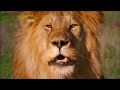 CBeebies Mama Mirabelle S Home Movies Promo 2007 2012