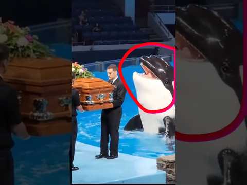 Sad News Jessica and dolphin. Jessica is no more #Jessica #orca #attack #JessicaRadcliffeOrca
