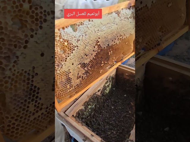 عسل الحمضيات