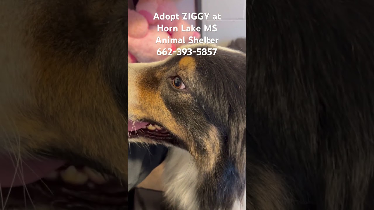 Enlarge Ziggy, a ADOPTABLE Australian Shepherd in Horn Lake, MS video 6/6