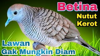 Download lagu Perkutut betina KEROT & NUTUT putar suara ini di jamin langsung nyaut mp3 Download lagu Perkutut betina KEROT & NUTUT putar suara ini di jamin langsung nyaut mp3