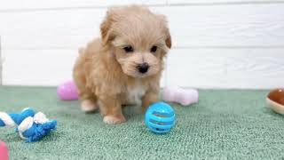 ハーフ犬の動画01