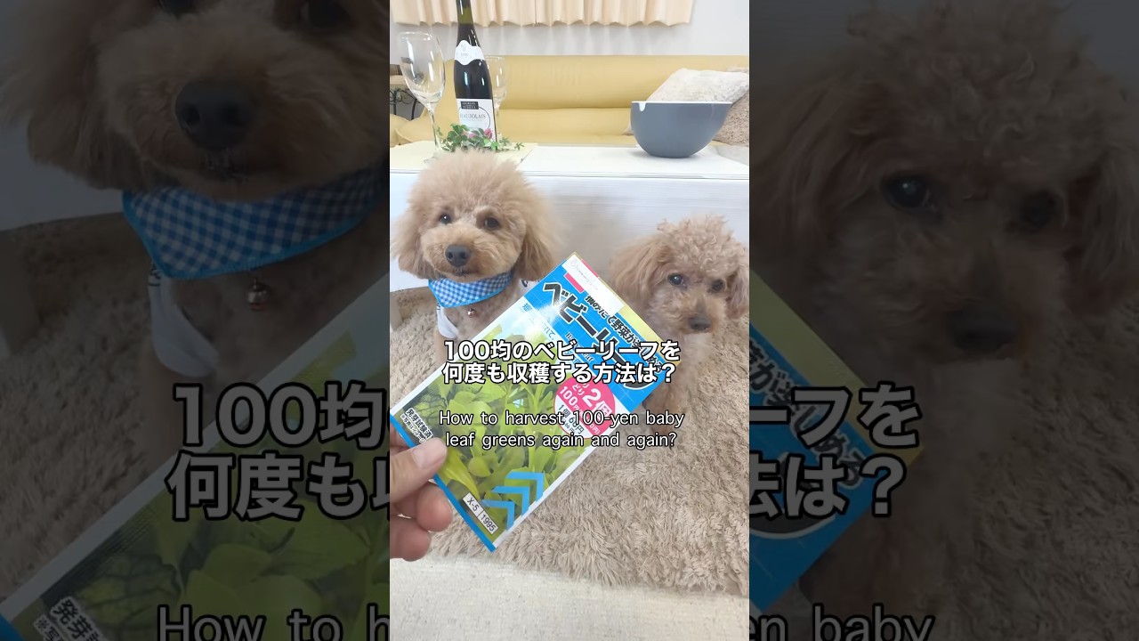#検証 100均のベビーリーフの種から、何度も収穫できる？Can you harvest many times from 100 yen baby leaf seeds? #100均  #家庭菜園