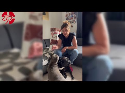 Cosa Dare da Mangiare ad un Bulldog Francese con la Dermatite?