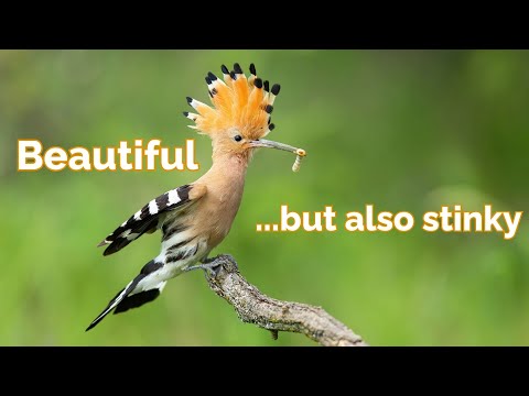 Eurasian Hoopoe | A Beautiful bird With Powerful Olfactory Defense