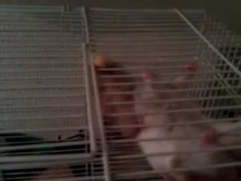 Barney the ninja hamster!