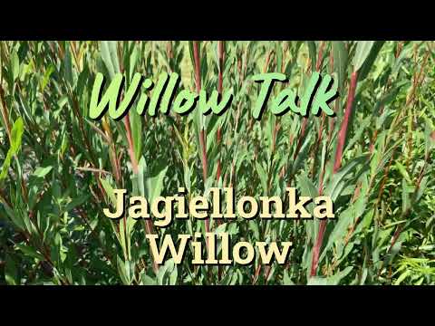 Jagiellonka Willow