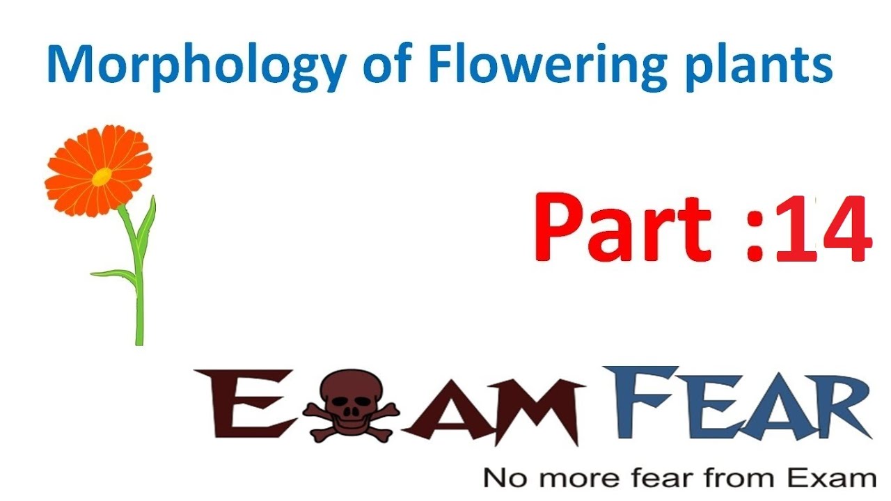Biology Morphology of Flowering Plants part 14 (Lamina Shapes: Veins, Venation) CBSE class 11 XI