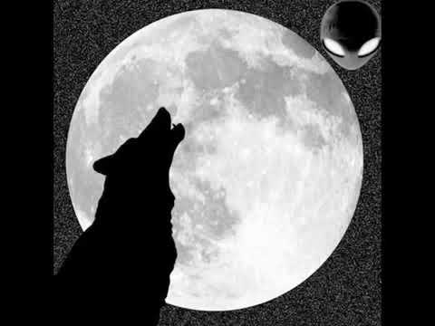 الذئب المتوحش ترنس