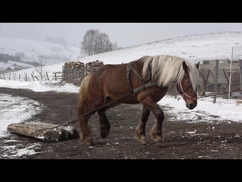 Caii lui Sorin de la Marisel, Cluj - 2023 Nou!!!