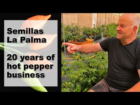 Semillas La Palma: 20 Years of Hot Pepper Seeds Production and Export
