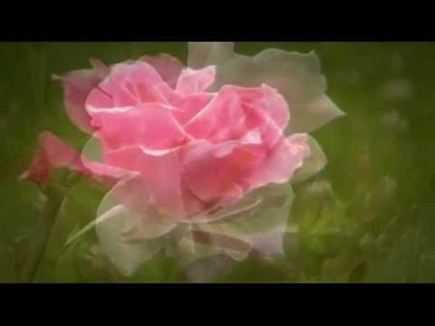 "Serenaded By Angels" by Kirk Talley