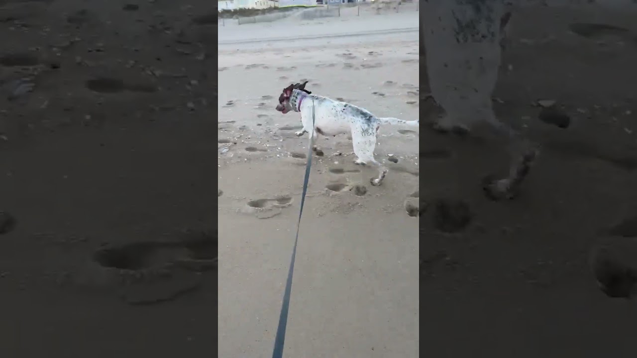 Ally, a Adopted German Shorthaired Pointer in Alexandria, VA video 2/6