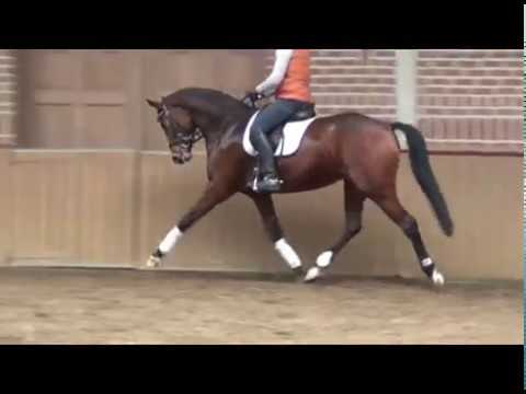 For sale:"Fighting Franzie" 6y.westphalian mare,v.Fürstenball - vm. Caprimond