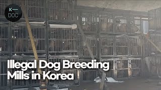 Dog breeding mills in Korea, which breed puppies like factories only for money | Undercover Korea