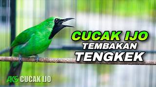 Download lagu TEMBAKAN CUCAK IJO ISIAN TENGKEK UDANG COCOK UNTUK MASTERAN HARIAN IJO DEWASA DI RUMAH mp3