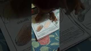 Download lagu VIRAL.. anak kecil belajar lucu. bahasa jawa mp3