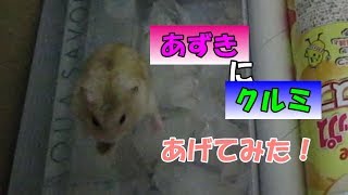 あずき(3F)にダンボールの中でクルミをあげてみた