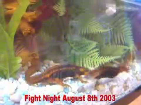 Newt Fight Night