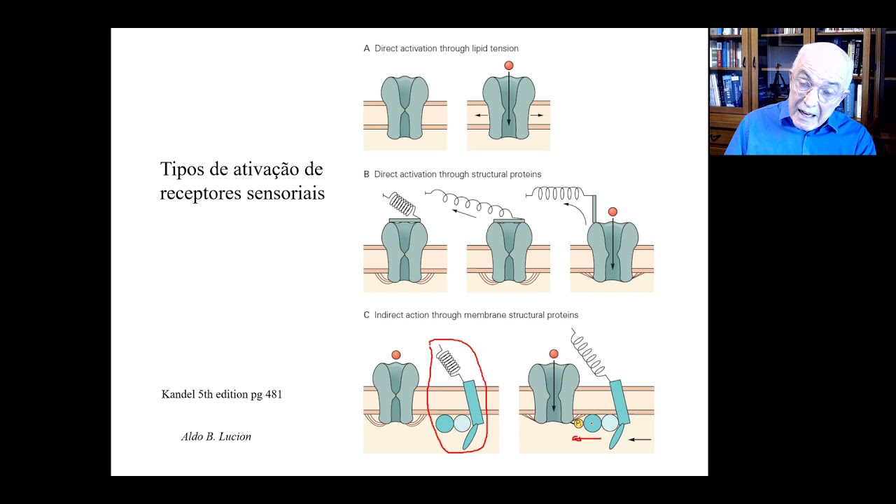 Somestesia aula 1 v 2021