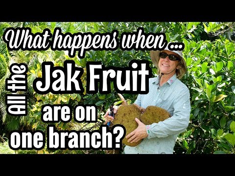 What happens when all the Jak Fruit are one branch?