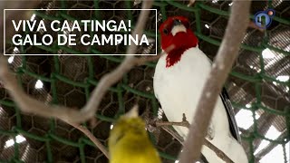 Miniatura do vídeo