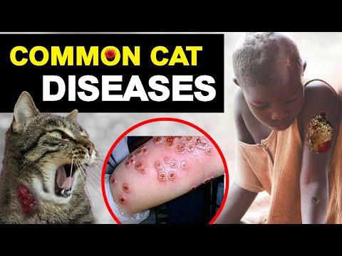 Cat Spread Diseases To Humans | common cat diseases 😷😷