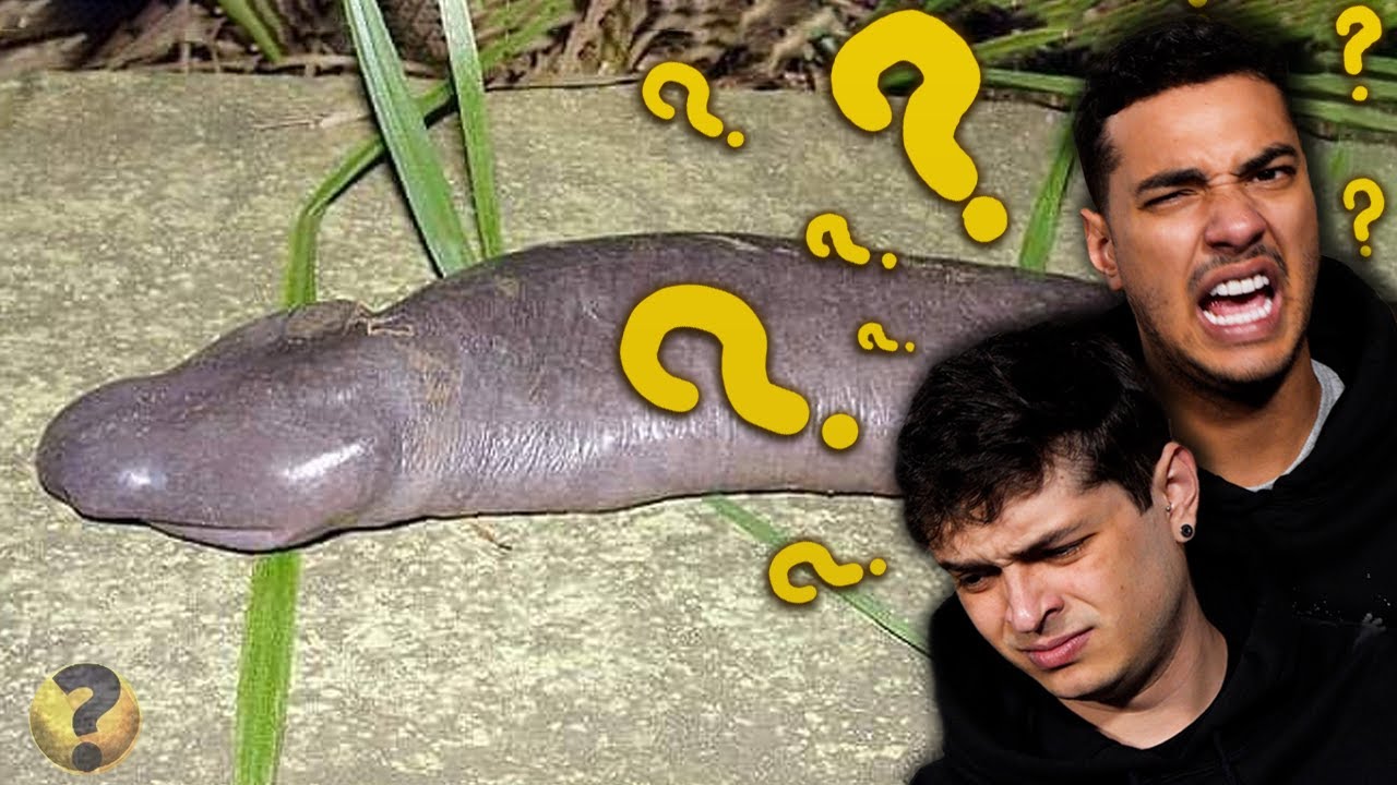 30 animais mais feios do mundo