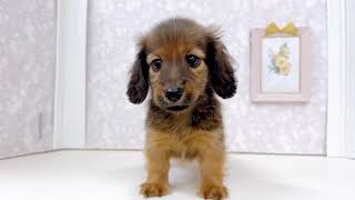 カニンヘンダックスフンドの動画01