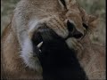 AMBUSH IN PARADISE 1999 VTS 01 2 DVD Part 2