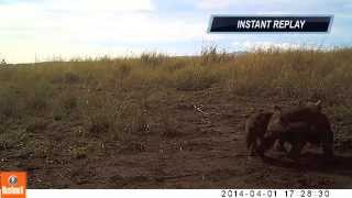 preview picture of video 'Spotted hyena cubs at play'