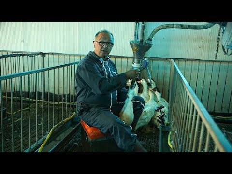 Méfiez-vous de la provenance de votre foie gras