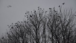 Let's Meet Under the Three Trees thumbnail