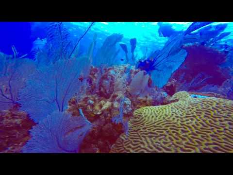 My first diving experience in Cayman Islands with Reef Divers - Cayman Brac