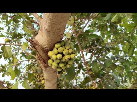 Ficus hispida, Baidimri; a medicinal plant of Odisha, Dr. Sanjeet Kumar ; #medicinalplant #odisha