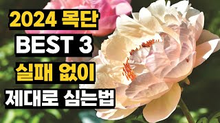 2024 목단 실패 없이 심는법, 이 영상으로 끝냅니다.