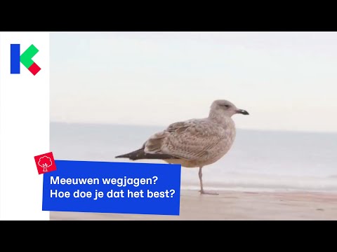 Meeuwen wegjagen, hoe doe je dat het best?
