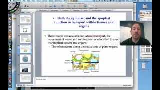 Water Potential in Plants