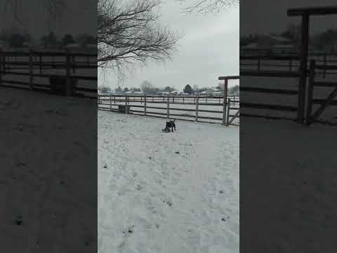 Blu, an adopted Pit Bull Terrier in Eagle, ID_image-1